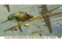 HASEGAWA maquette avion 09846 J7W2 JET VERSION 1/48