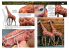 Ak Interactive livre AK518 APPRENTISSAGE AK 14 : PEINDRE DES FIGURES ANIMALES en Anglais
