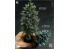 RT-Diorama 35471 Sapin n°1 1/35