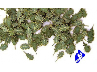Plus Model 252 FEUILLES DE CHENE 1/35